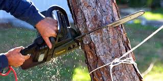 Reliable Northlakes, NC Tree Care Solutions