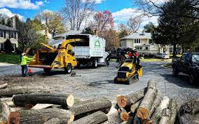 Best Tree Health Inspection  in Northlakes, NC