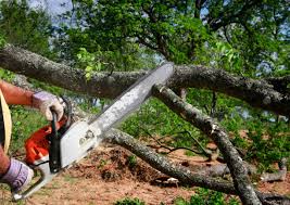 Best Root Management and Removal  in Northlakes, NC