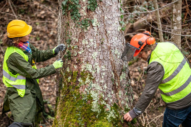 Best Tree Removal  in Northlakes, NC