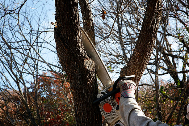 Best Seasonal Cleanup (Spring/Fall)  in Northlakes, NC