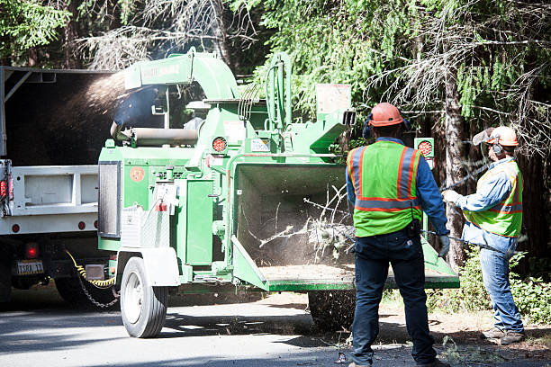 Best Tree Mulching  in Northlakes, NC