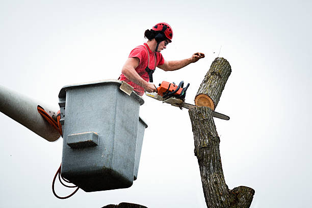 Best Palm Tree Trimming  in Northlakes, NC