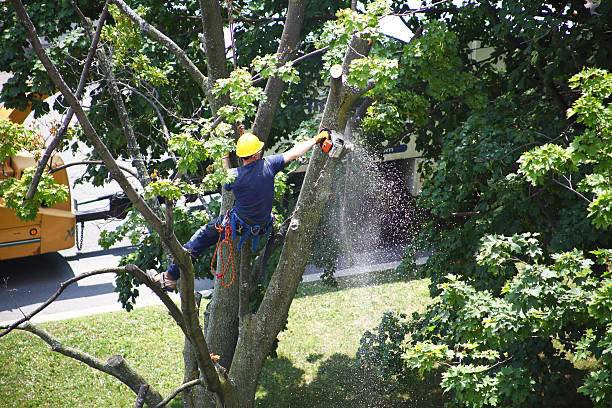 Best Hedge Trimming  in Northlakes, NC