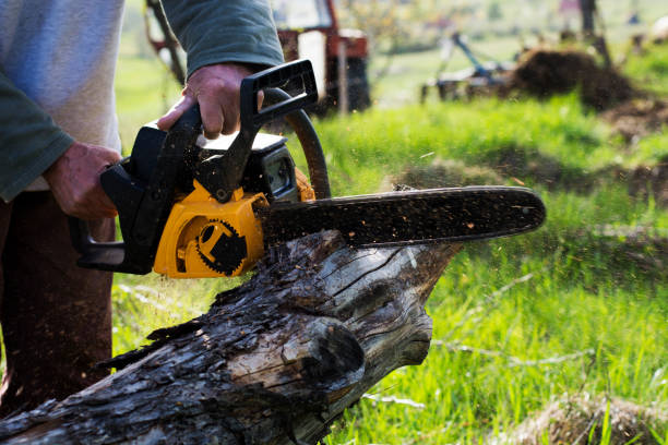 How Our Tree Care Process Works  in  Northlakes, NC